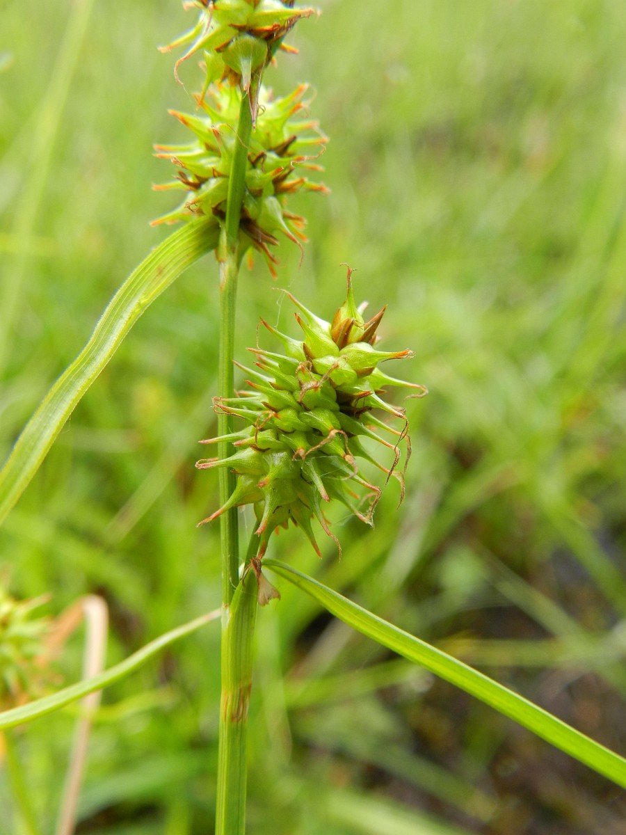 Carex Lepidocarpa Long Stalked Yellow Sedge